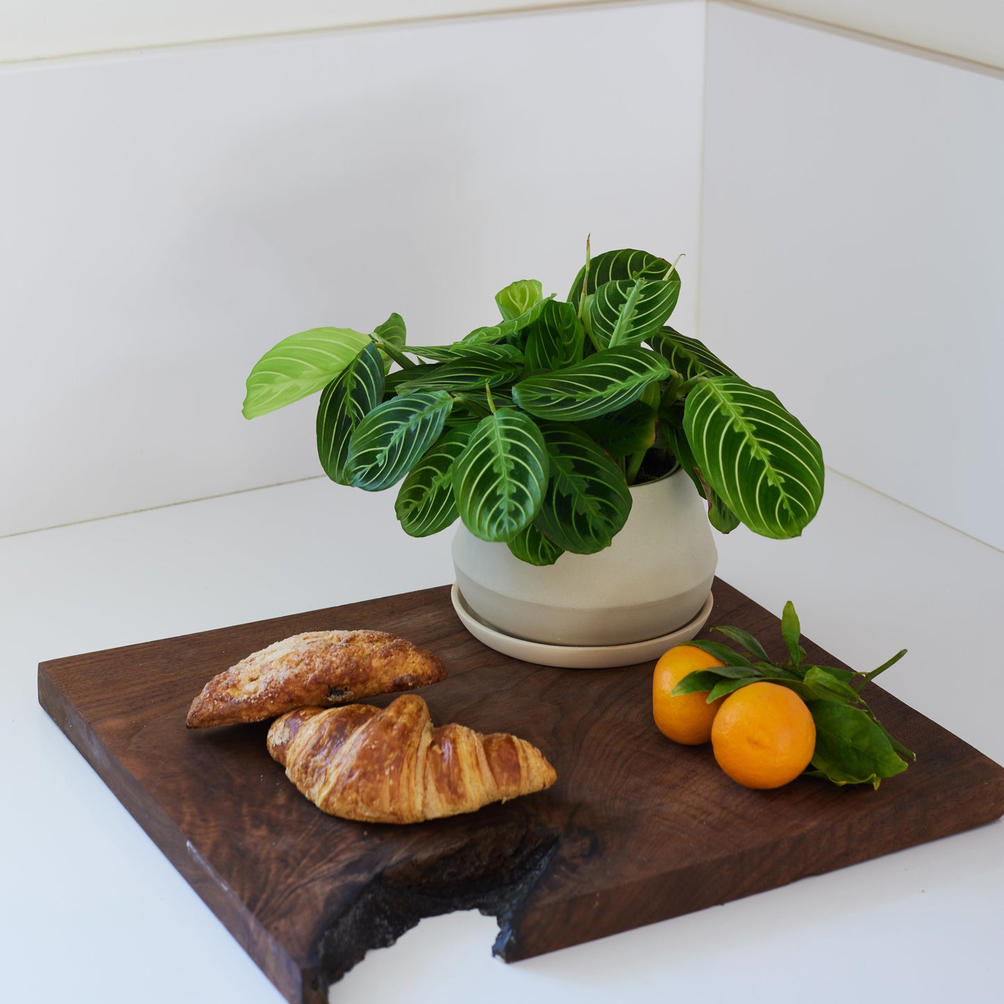 Rancho Planter by Revival Ceramics