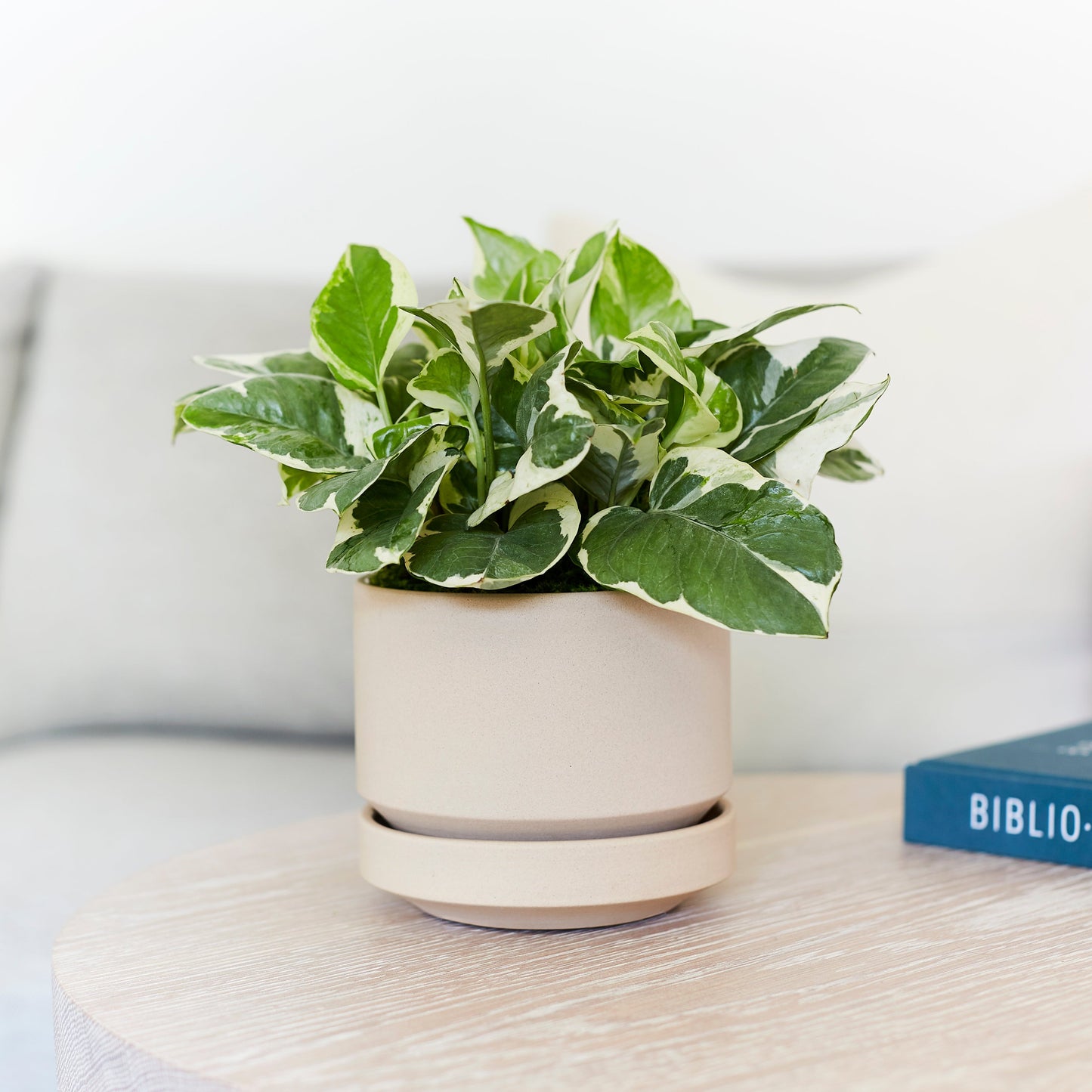 Round Two Planter by Revival Ceramics