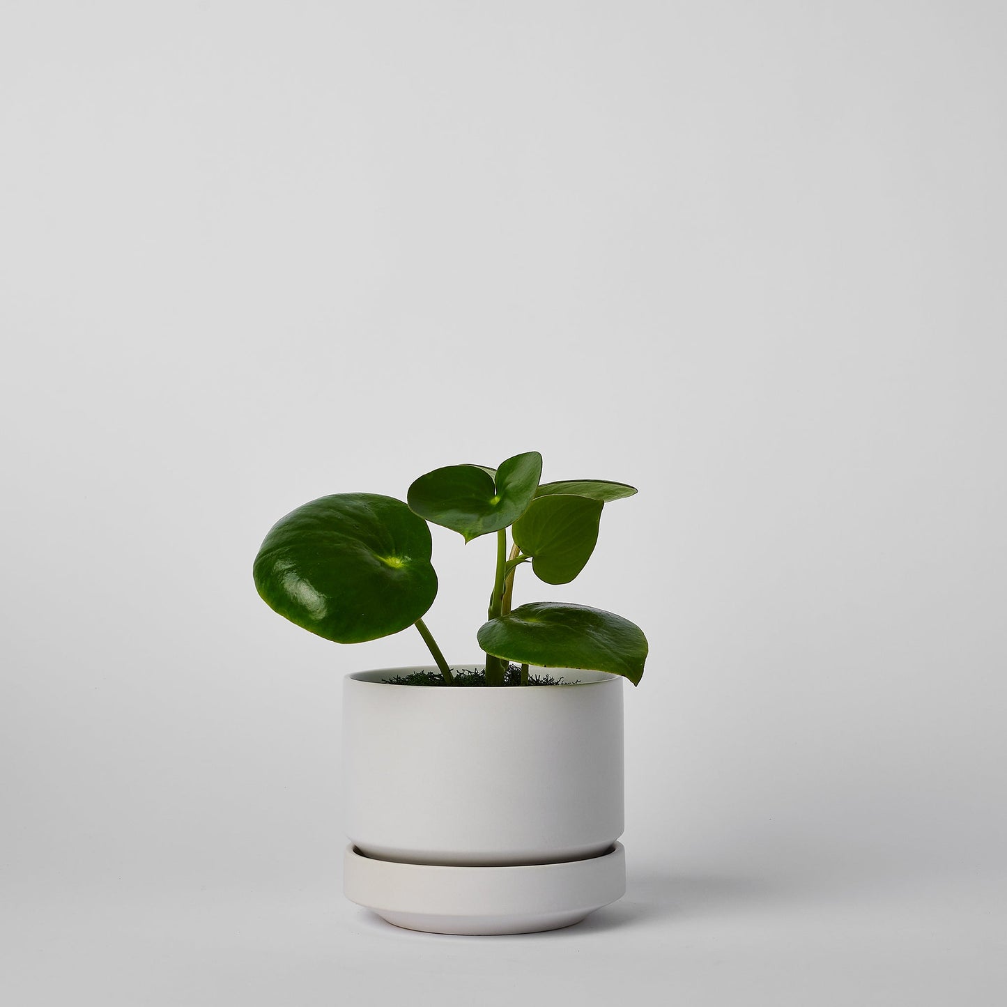 Round Two Planter by Revival Ceramics